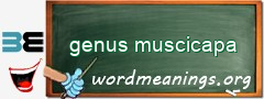 WordMeaning blackboard for genus muscicapa